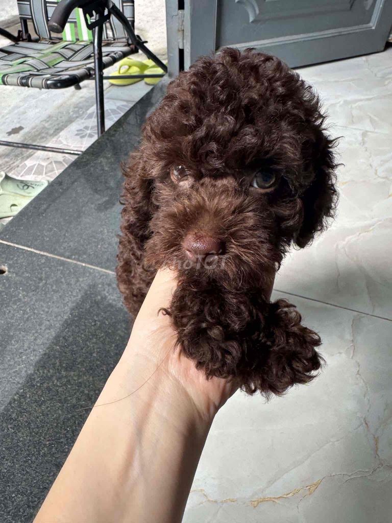 Pass bé Poodle Socola tiny Đực ạ. Mua bán Chó tại Thành phố Thủ Đức Tp Hồ Chí Minh được đăng bởi Anh Hoa hình 1