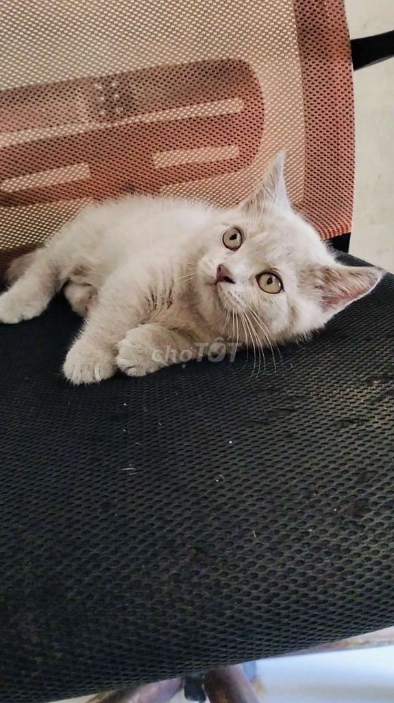 bé trai lilac lùn . Mua bán Mèo tại Quận Gò Vấp Tp Hồ Chí Minh được đăng bởi  Karachi hình 1