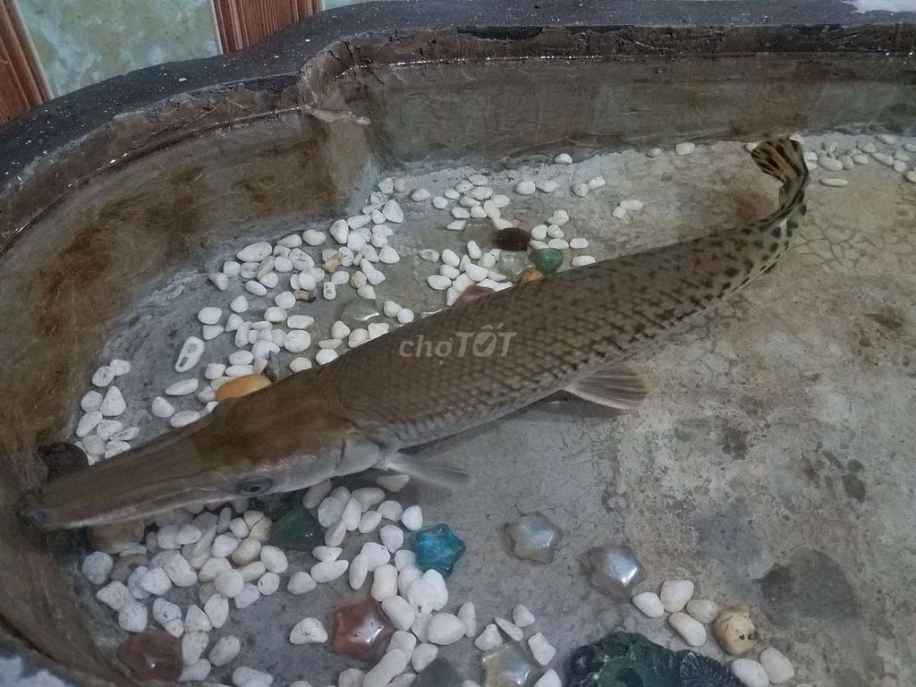 Cần bán chú cá cảnh. Mua bán Thú cưng khác tại Huyện Sóc Sơn Hà Nội được đăng bởi Thiện Minh hình 1