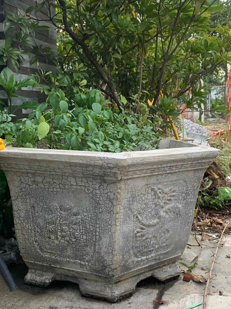 Chậu cảnh Xi măng Xám 1m 50cm. Mua bán Cây cảnh, đồ trang trí tại Quận Cẩm Lệ Đà Nẵng được đăng bởi Cẩm Nhung hình 1