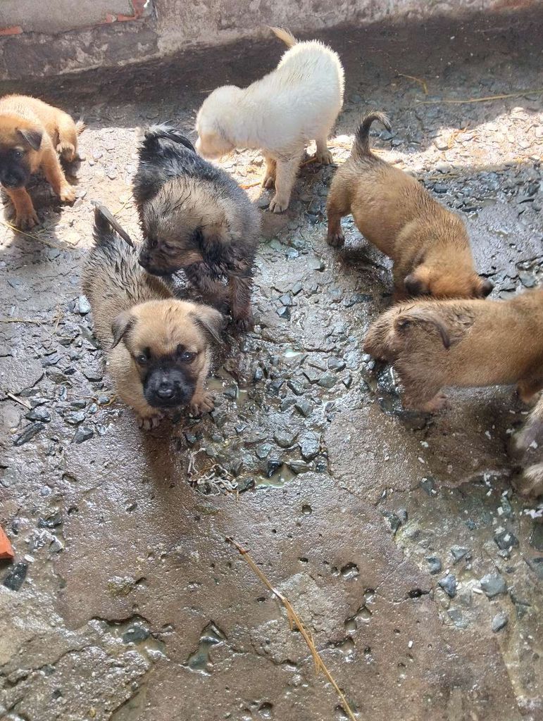 Chó cỏ lai Phốc nhiều màu. Mua bán Chó tại Huyện Đức Hòa Long An được đăng bởi hậu hình 1