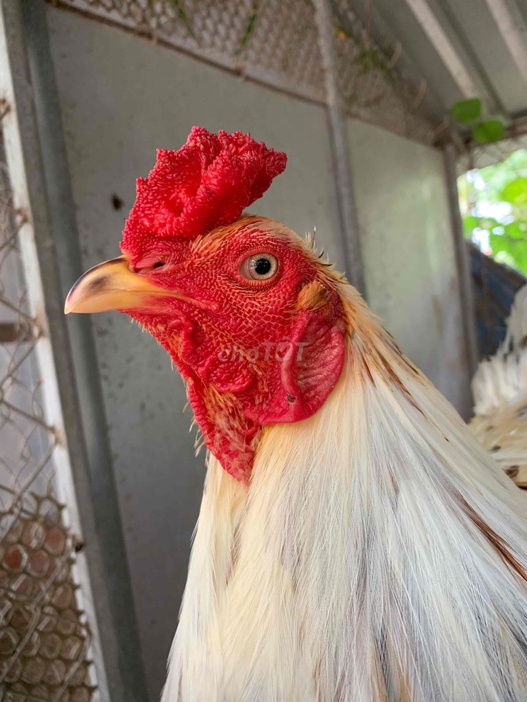 Gà chọi 3.1kg Đực. Mua bán Gà tại Huyện Trà Ôn Vĩnh Long được đăng bởi Trường hình 1