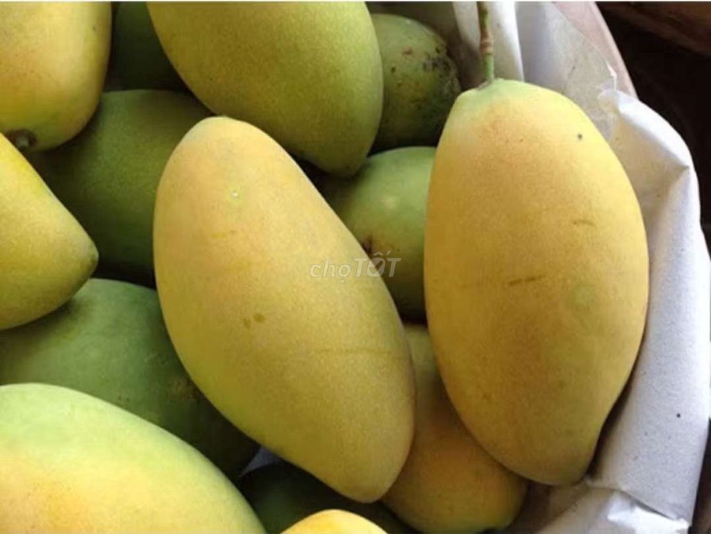 Xoài Cát Hòa Lộc Miền Tây Ngọt thơm. Mua bán Đồ ăn, thực phẩm và các loại khác tại Quận 10 Tp Hồ Chí Minh được đăng bởi Ngọc Diện Nguyễn hình 1