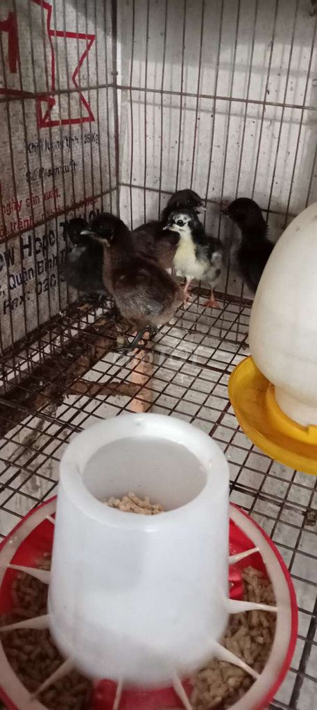 Gà con Peru rặc 7 ngày màu Đen, lông que đỏ. Mua bán Gà tại Huyện Hóc Môn Tp Hồ Chí Minh được đăng bởi FB Huy Cuong Peru Gallos hình 1