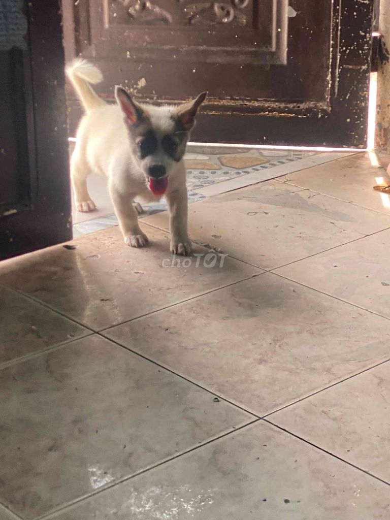Chó Lai Corgi lùn tịt. Mua bán Chó tại Huyện Hóc Môn Tp Hồ Chí Minh được đăng bởi Su Bell hình 1