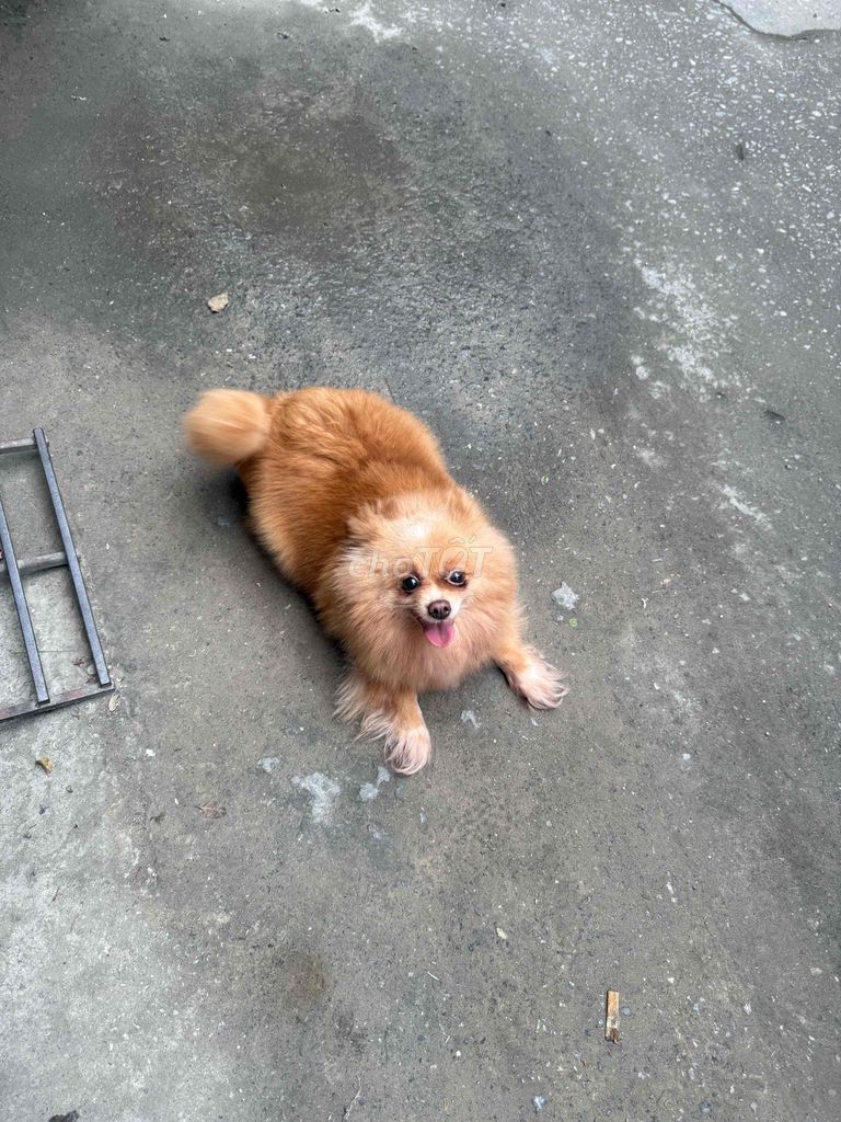 Chó Phốc sóc cái nâu vàng. Mua bán Chó tại Quận Hoàng Mai Hà Nội được đăng bởi Thor hình 1