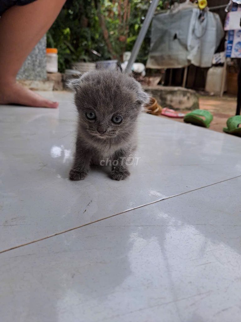 2 bé mèo nhà mình 1 tai cụp 1 tai bình thường. Mua bán Mèo tại Huyện Bù Đăng Bình Phước được đăng bởi Caro hình 3