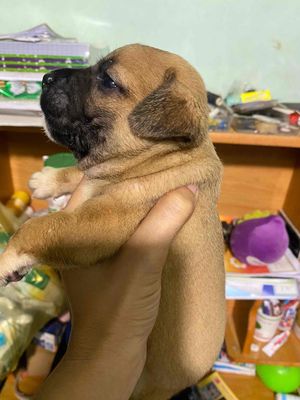 bull pháp lai cho cỏ. Mua bán Chó tại Thành phố Bến Tre Bến Tre được đăng bởi phan phong