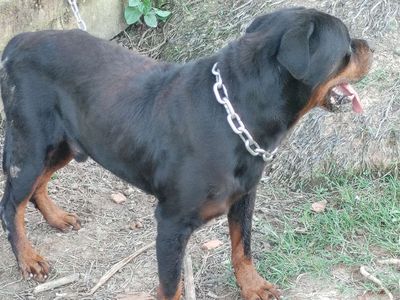 Đực Giấy Vka,Bao Phối. Mua bán Chó tại Thành phố Thủ Dầu Một Bình Dương được đăng bởi Nhân Rottweiler 