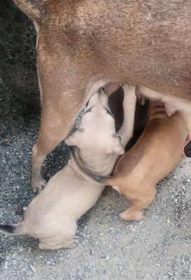 Nhà có 3 em cún đến tuổi tìm chủ