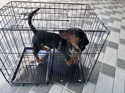lạp xưởng đực đã thiến. Mua bán Chó tại Thành phố Vũng Tàu Bà Rịa - Vũng Tàu được đăng bởi miaaaaa