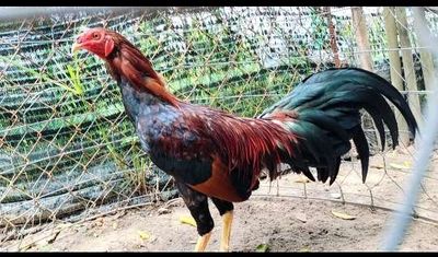 Gà điều 1k3 xổ mạnh. Mua bán Gà tại Huyện Củ Chi Tp Hồ Chí Minh được đăng bởi Đại Lý Gà Tre Củ Chi