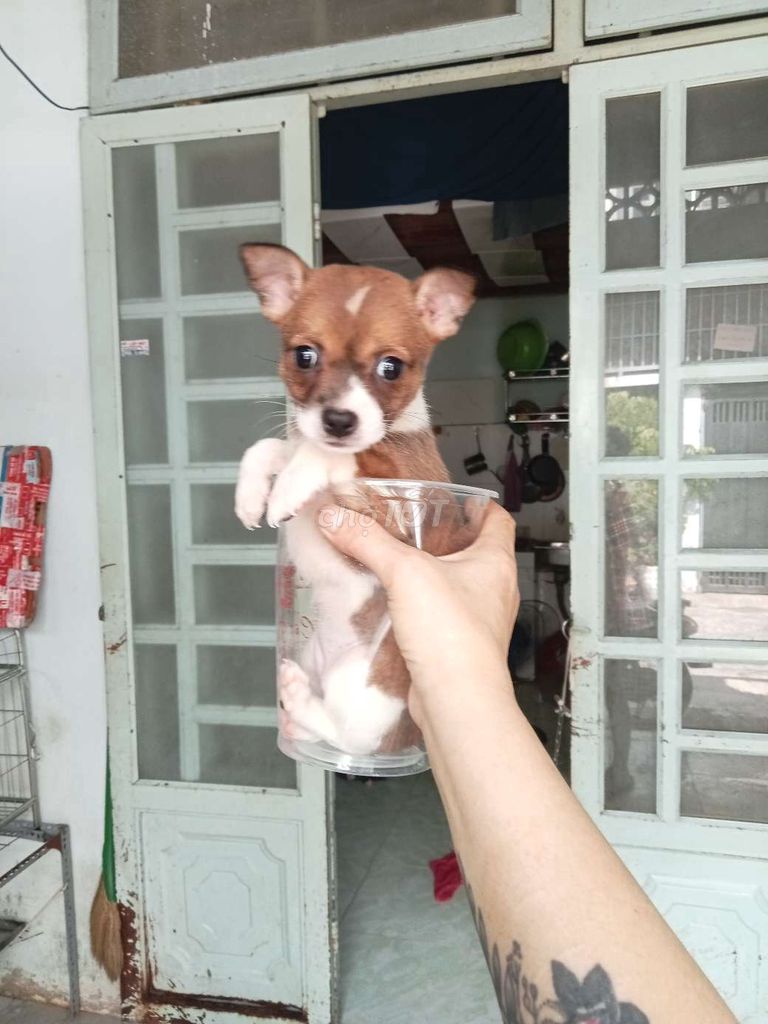 Chó Chihuahua lai mini . Mua bán Chó tại Quận 12 Tp Hồ Chí Minh được đăng bởi no love hình 1