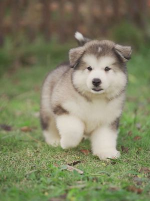 Chó Alaska lớn Xám trắng Trung Quốc