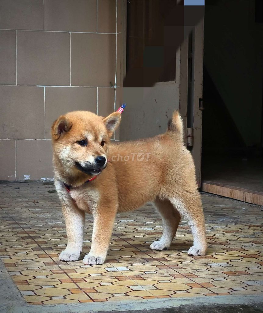 Chó Mông Cộc Vàng Shiba Body Ngắn Xinh Chuẩn Giống