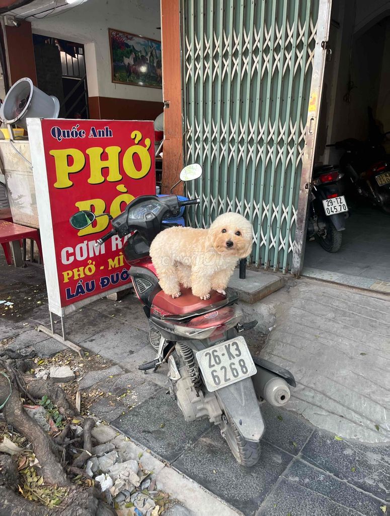 poodle đực 10 tháng