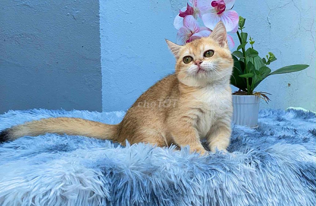 Mèo Golden. Mua bán Mèo tại Quận Gò Vấp Tp Hồ Chí Minh được đăng bởi AmRait hình 1