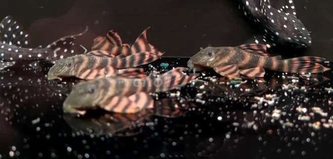 Cá Pleco L333. Mua bán Thú cưng khác tại Thành phố Thủ Đức Tp Hồ Chí Minh được đăng bởi Hoàng Minh Nhật hình 1