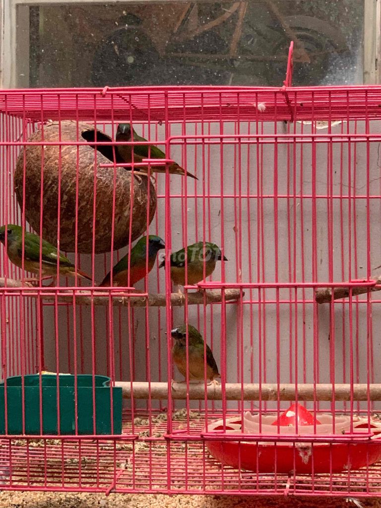 Chim di xanh nhiều màu. Mua bán Chim tại Quận Tân Phú Tp Hồ Chí Minh được đăng bởi Tí hình 1