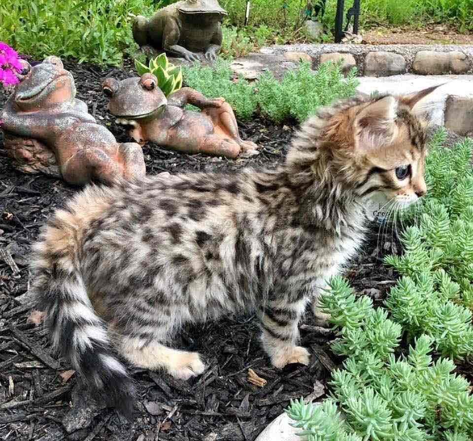 Siêu Phẩm Bengal Cashmere đầu tiên tại VN. Mua bán Mèo tại Quận 7 Tp Hồ Chí Minh được đăng bởi PHẠM QUỐC LẬP hình 1