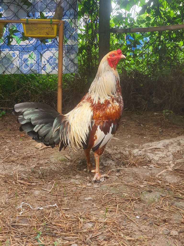 2kg8 tay xương . Mua bán Gà tại Huyện Lai Vung Đồng Tháp được đăng bởi gà con  hình 1