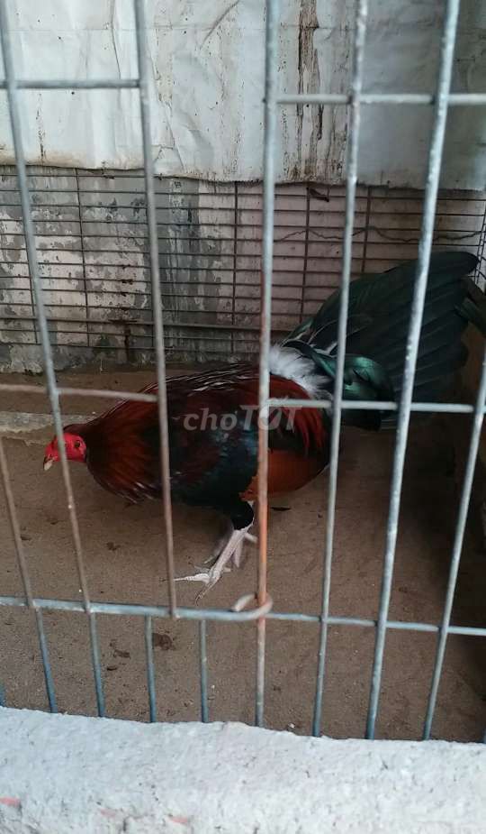 Zin 1kg2 7 tháng rưỡi