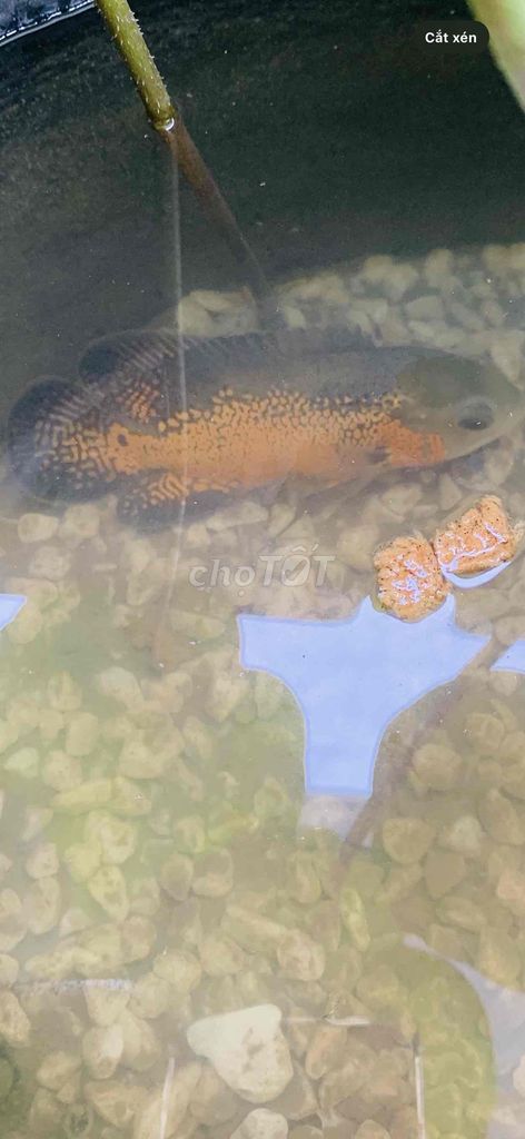 Cá tai tượng châu phi 4 ngón Cam đen khỏe mạnh. Mua bán Thú cưng khác tại Quận Tân Bình Tp Hồ Chí Minh được đăng bởi Phúc PP hình 1