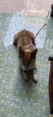 chó corgi cái vàng 19kg