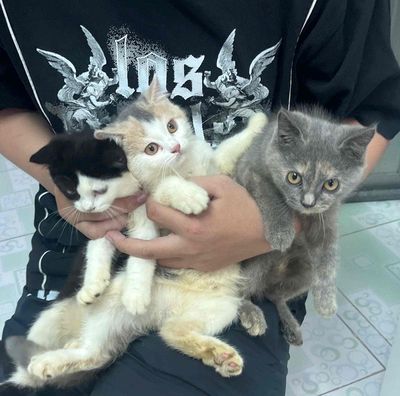 Mình bán bạn mèo trắng đen và bạn mèo xám. Mua bán Mèo tại Thành phố Thuận An Bình Dương được đăng bởi Su