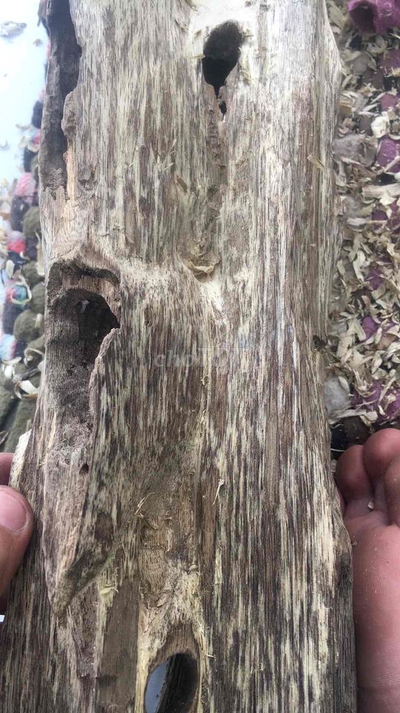 trấm hương.cây kien để bàn.hoặc để bàn thờ ông đia