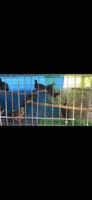 Bầy cu gáy tl chim bẫy đấu sg. Mua bán Chim tại Quận 3 Tp Hồ Chí Minh được đăng bởi Thiên Nguyễn