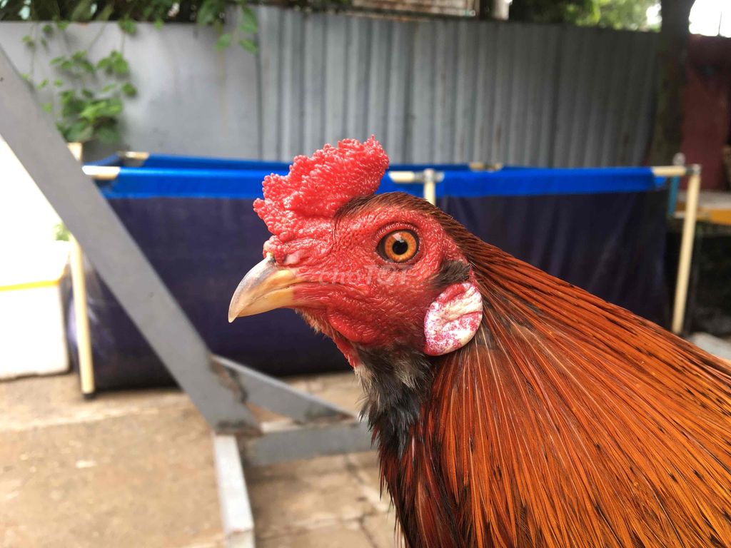 trống tre zin đẹp sung giá 700k