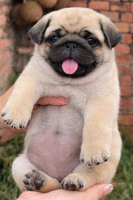 Chó Pug nhỏ nhắn thân thiện