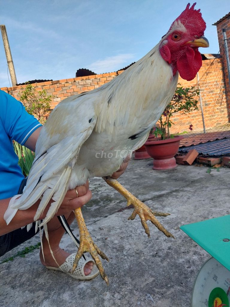 Gà bướm 2.8kg Trắng. Mua bán Gà tại Huyện Trảng Bàng Tây Ninh được đăng bởi Khắc  hình 1