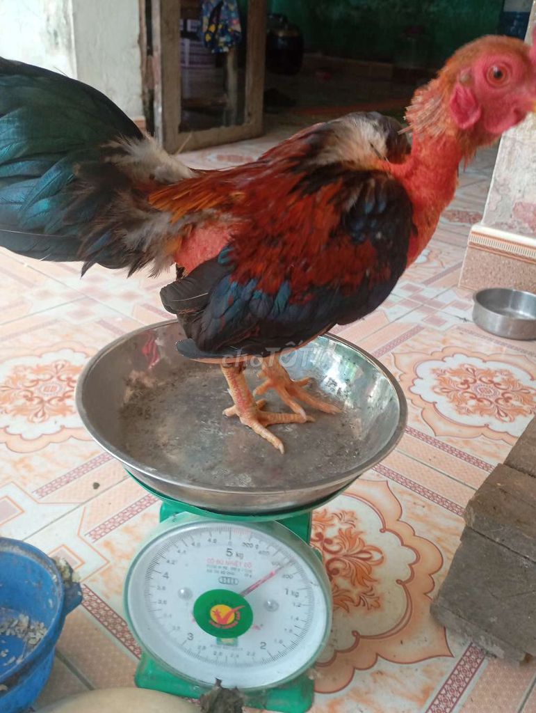 Cần bay 5 gà tre trống trưởng thành. Mua bán Gà tại Huyện Quế Võ Bắc Ninh được đăng bởi Trương bảo long hình 5