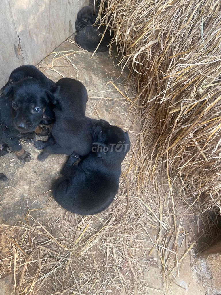Chó con Đen Đực Cái. Mua bán Chó tại Huyện Châu Đức Bà Rịa - Vũng Tàu được đăng bởi Túc Po hình 1