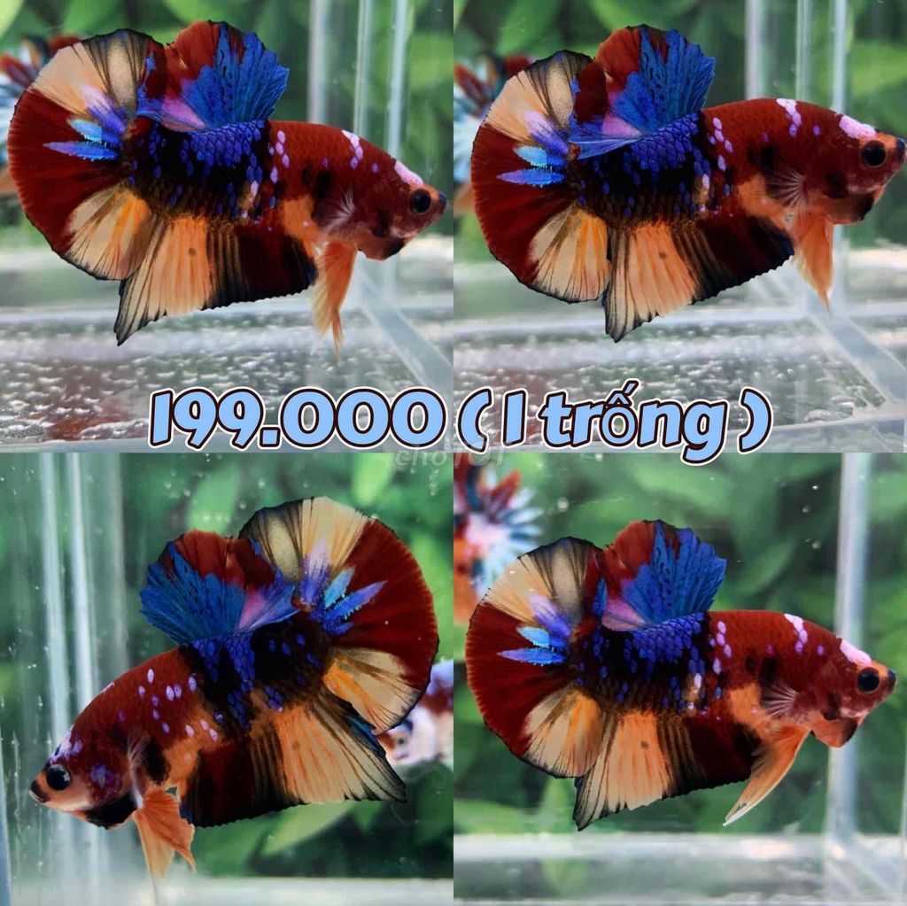 cá Betta Koi Multicolor hàng đẹp