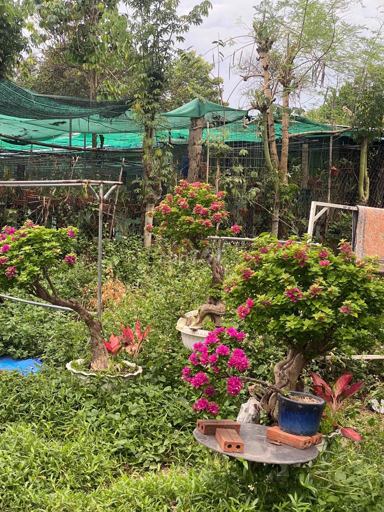 Cây cảnh Hoa giấy Bonsai. Mua bán Cây cảnh, đồ trang trí tại Thành phố Thủ Dầu Một Bình Dương được đăng bởi laianh hình 1