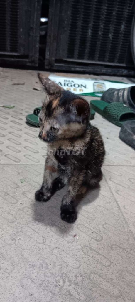 Mèo Tam thể Cái Nhanh nhẹn. Mua bán Mèo tại Quận Gò Vấp Tp Hồ Chí Minh được đăng bởi quangvu hình 1