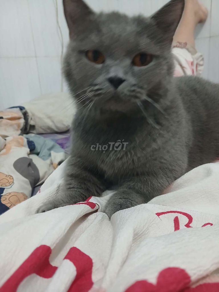 Bé cái chưa thiến rất quấn chủ. Mua bán Mèo tại Huyện Bình Chánh Tp Hồ Chí Minh được đăng bởi Thúy Kim hình 1