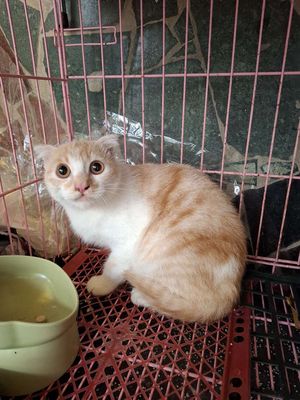 Aln đực vàng  tai cụp. Mua bán Mèo tại Quận Hoàng Mai Hà Nội được đăng bởi Nguyễn Minh Thu