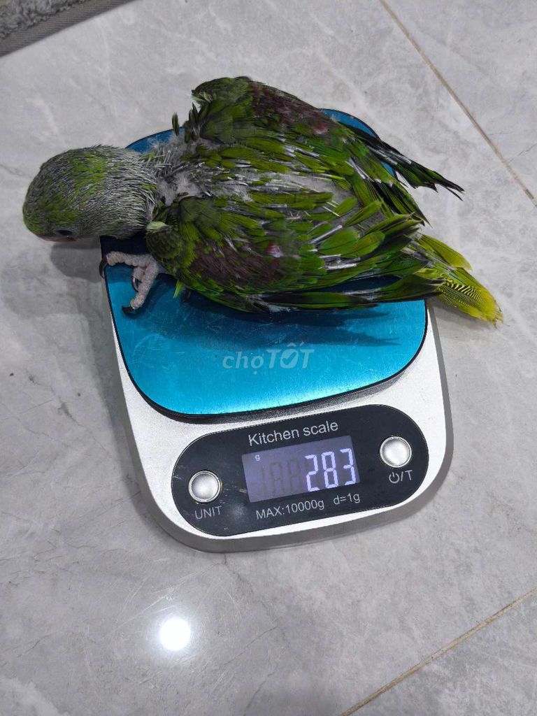 Chim Vẹt Lovebird và vẹt Ấn Độ. Mua bán Chim tại Quận Cẩm Lệ Đà Nẵng được đăng bởi Nhan Nguyen Parrot hình 1