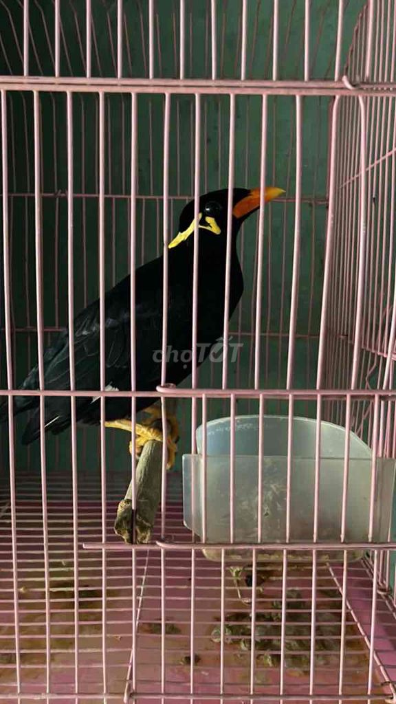 cần bán. Mua bán Chim tại Thị xã Tân Uyên Bình Dương được đăng bởi hue tan hình 1