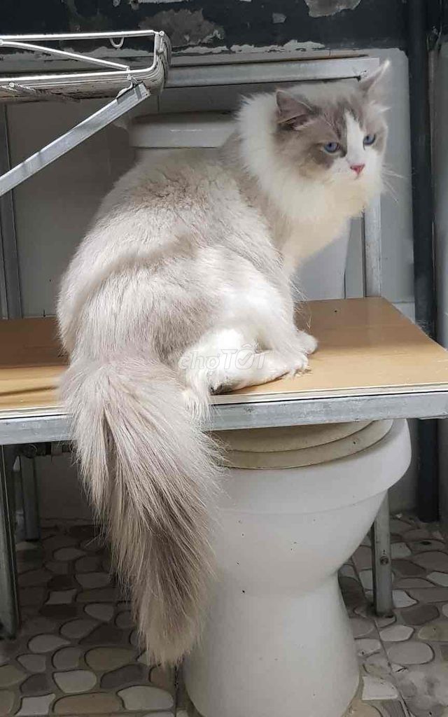 RAGDOLL ĐỰC 1 TUỔI