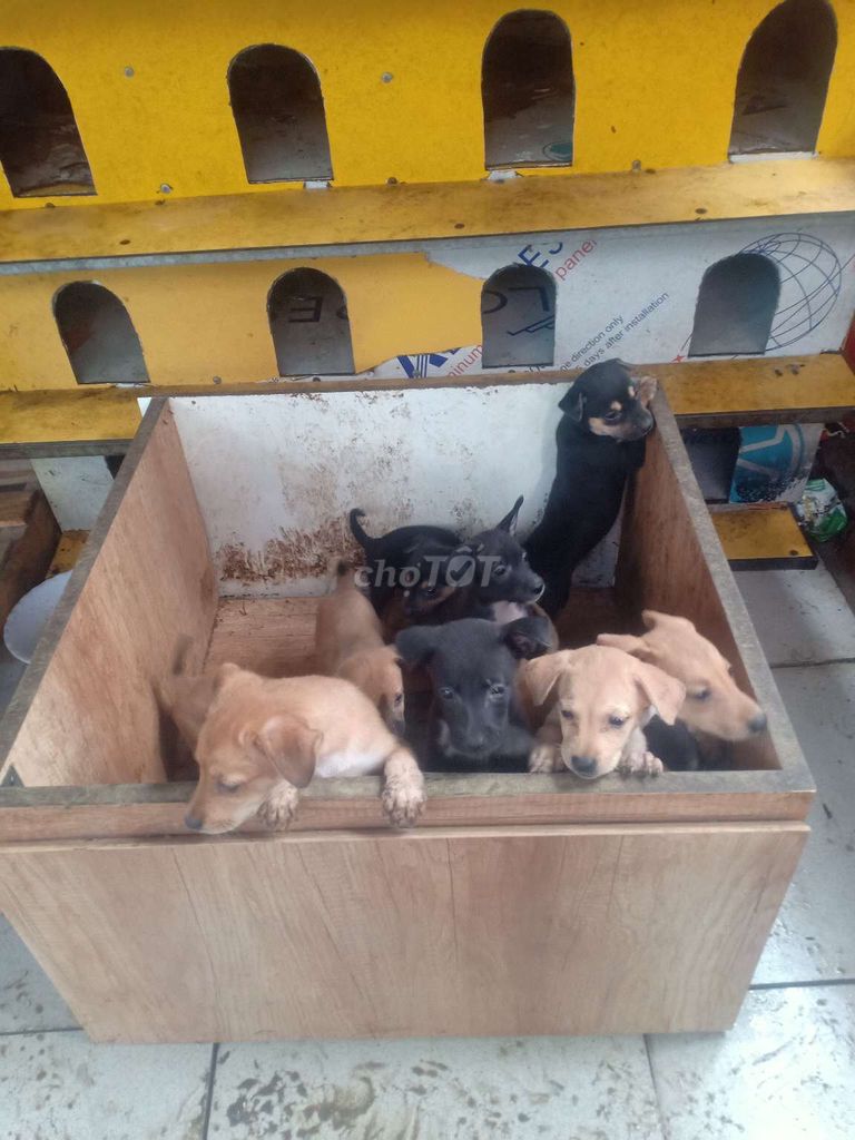 Bán chó cỏ🐶 kute màu vàng trắng đen