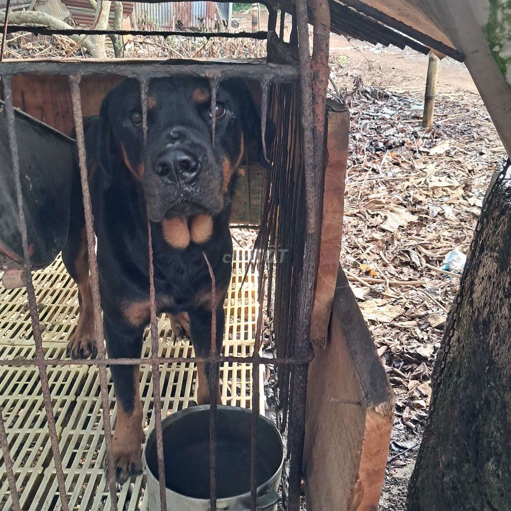 Chó Rottweiler cái trên 30kg. Mua bán Chó tại Huyện Thống Nhất Đồng Nai được đăng bởi Minh Quan hình 1