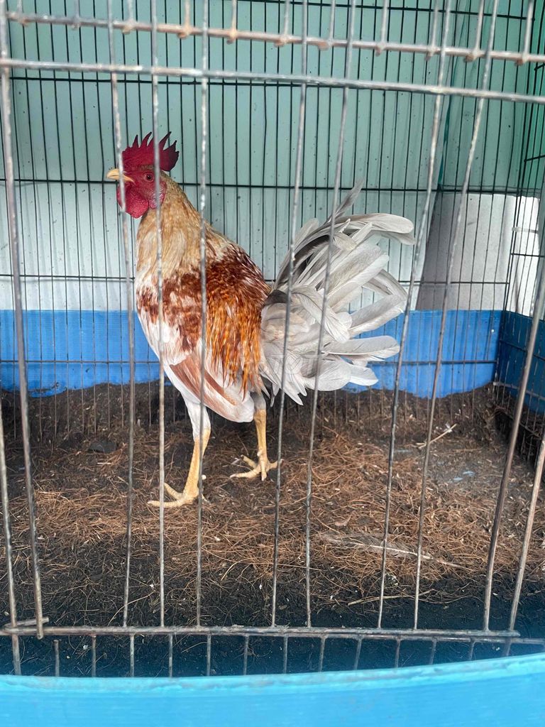 5 cú cần thanh lí 1 lần. Mua bán Gà tại Quận Bình Tân Tp Hồ Chí Minh được đăng bởi Zany hình 1