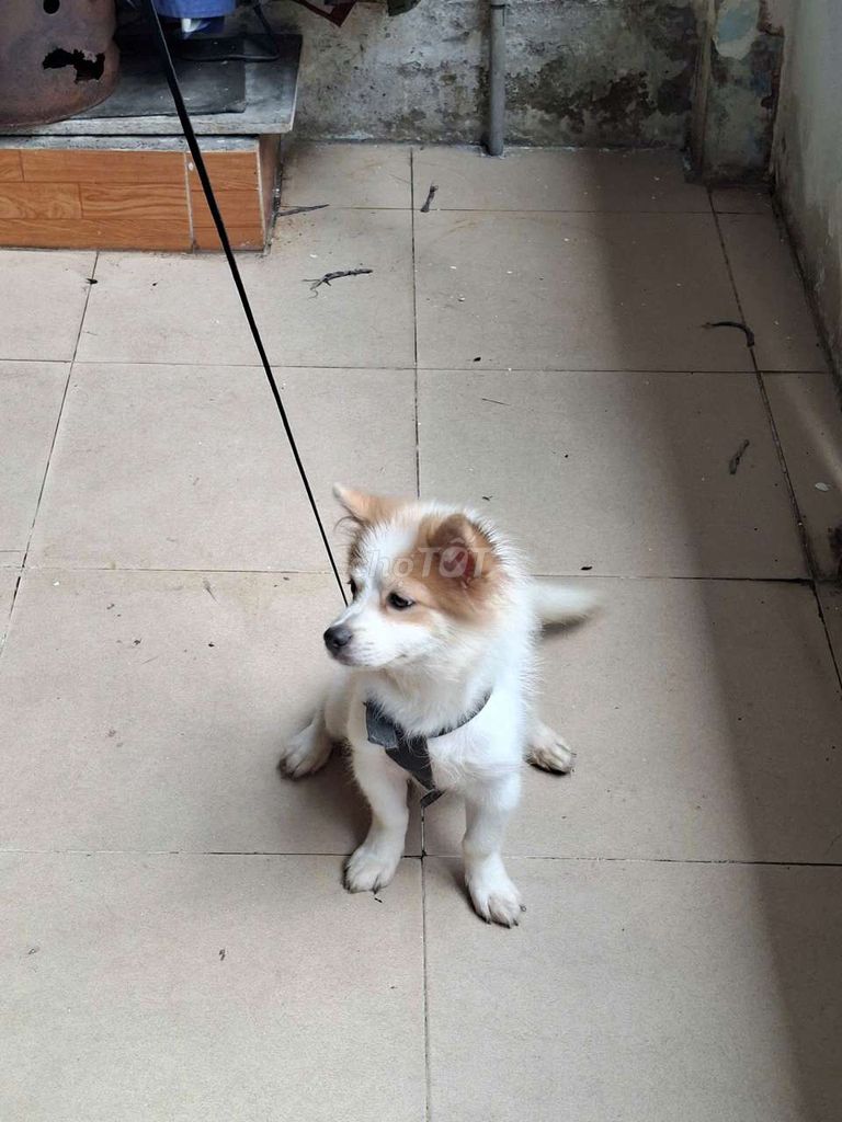 Chó Poodle màu Trắng Nâu. Mua bán Chó tại Quận Bình Tân Tp Hồ Chí Minh được đăng bởi kim tình hình 1