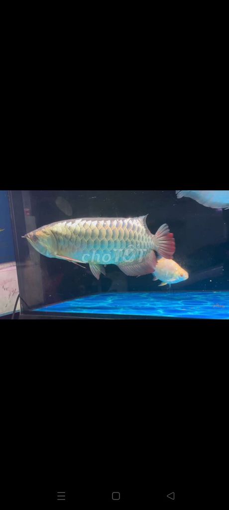 Cá Rồng Vàng. Mua bán Thú cưng khác tại Quận 6 Tp Hồ Chí Minh được đăng bởi Quang Đạt hình 1