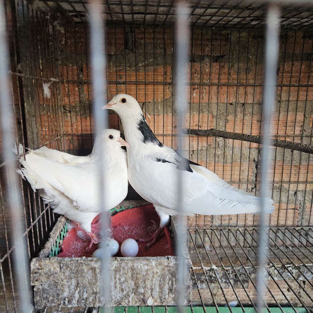 Chim bồ câu Pháp Trắng Đen đang sinh sản. Mua bán Chim tại Quận Bình Tân Tp Hồ Chí Minh được đăng bởi Hung hình 1